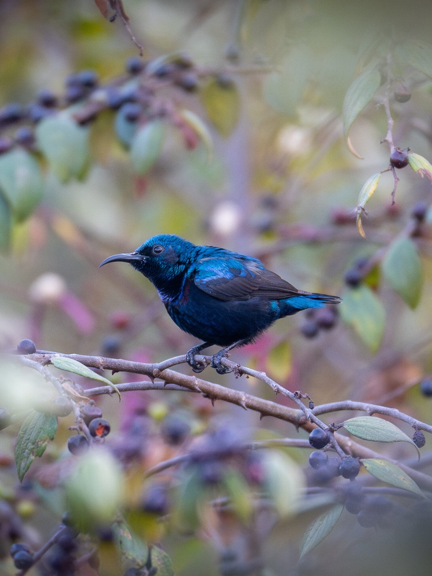 Blue bird