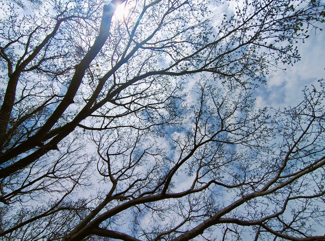 Branches