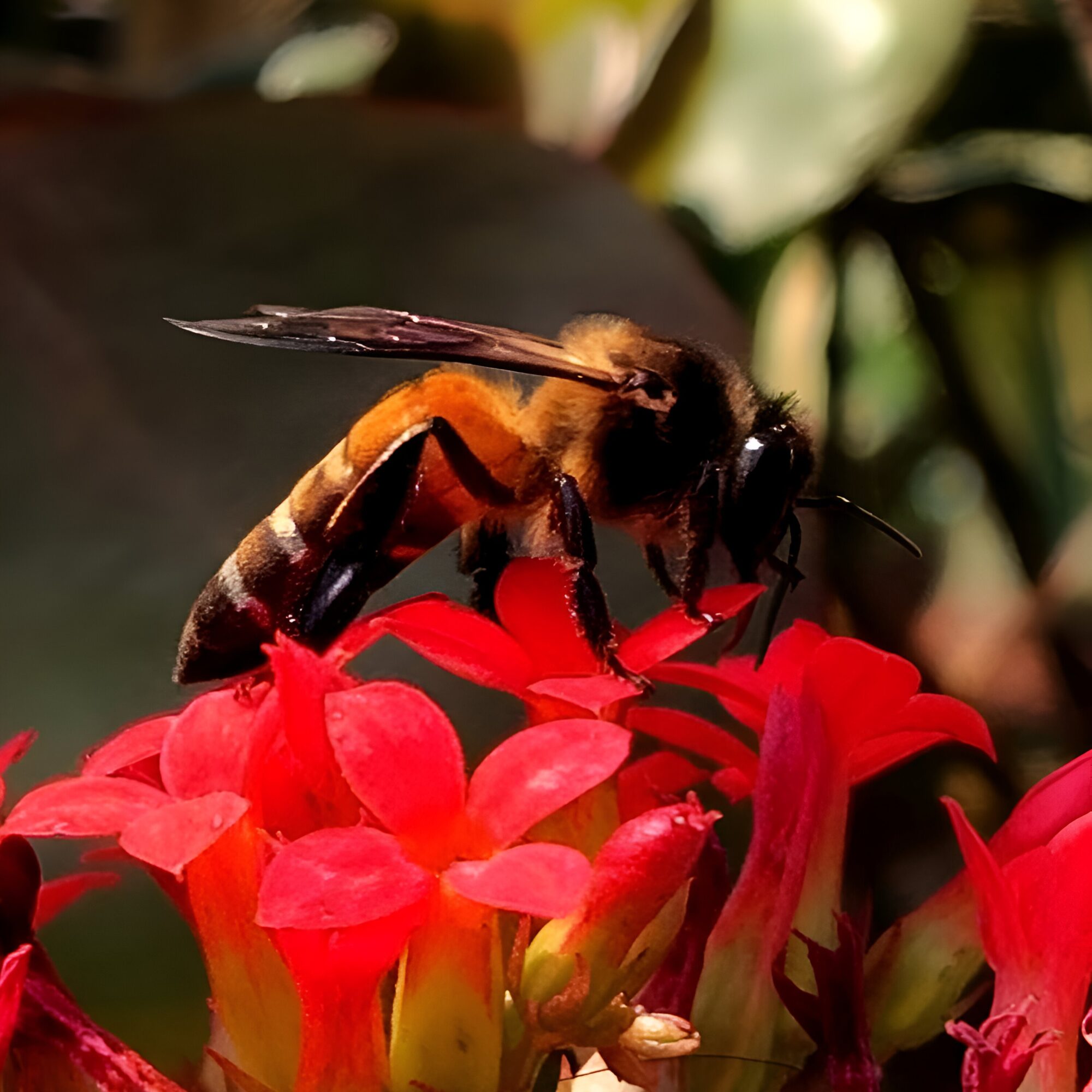 Honey Bee