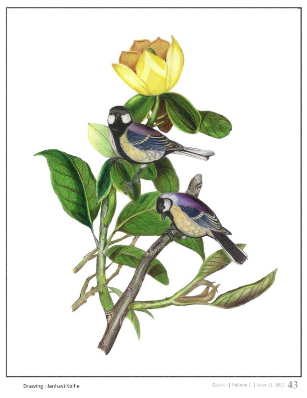 Two Birds