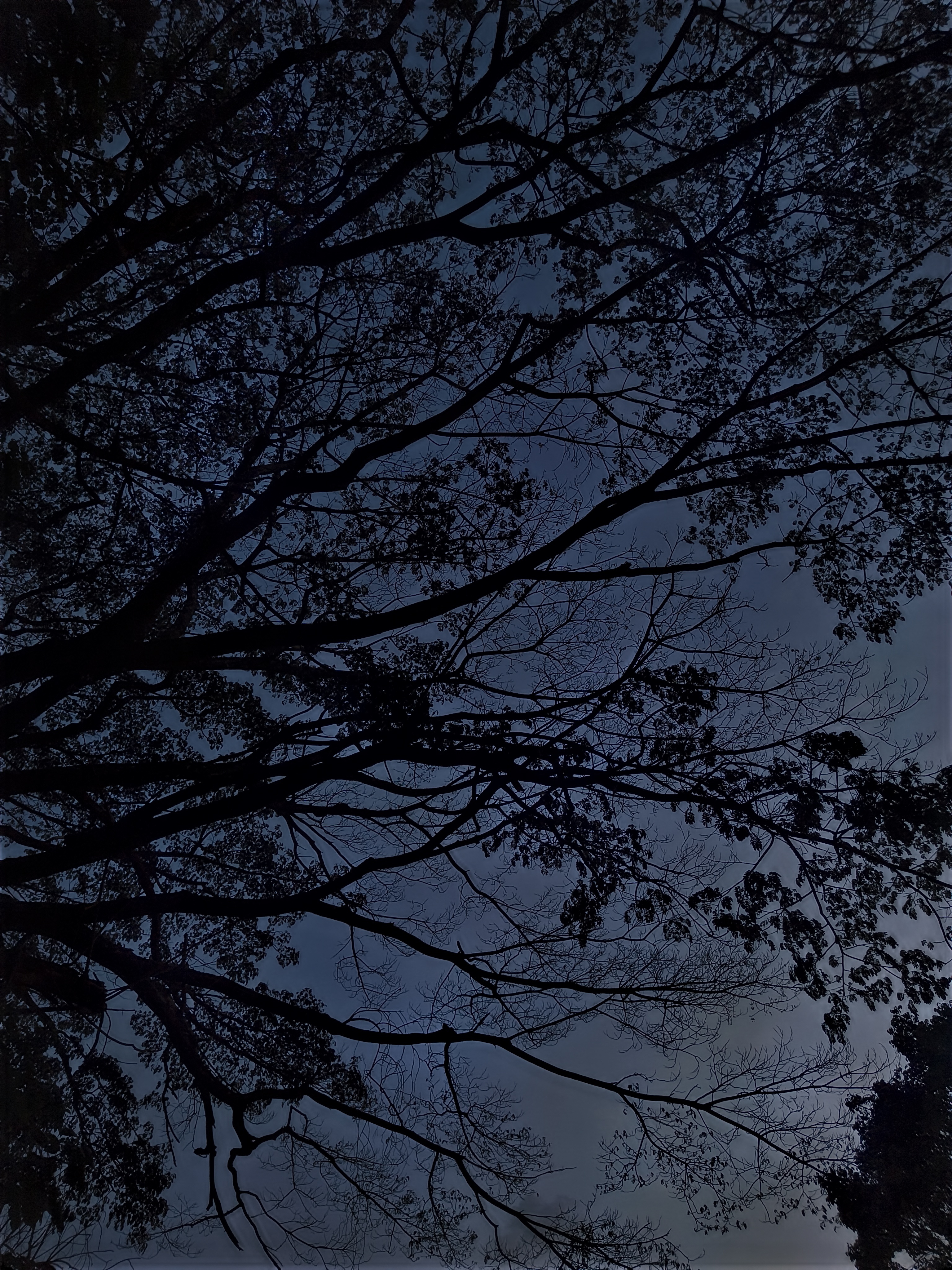 Branches-2
