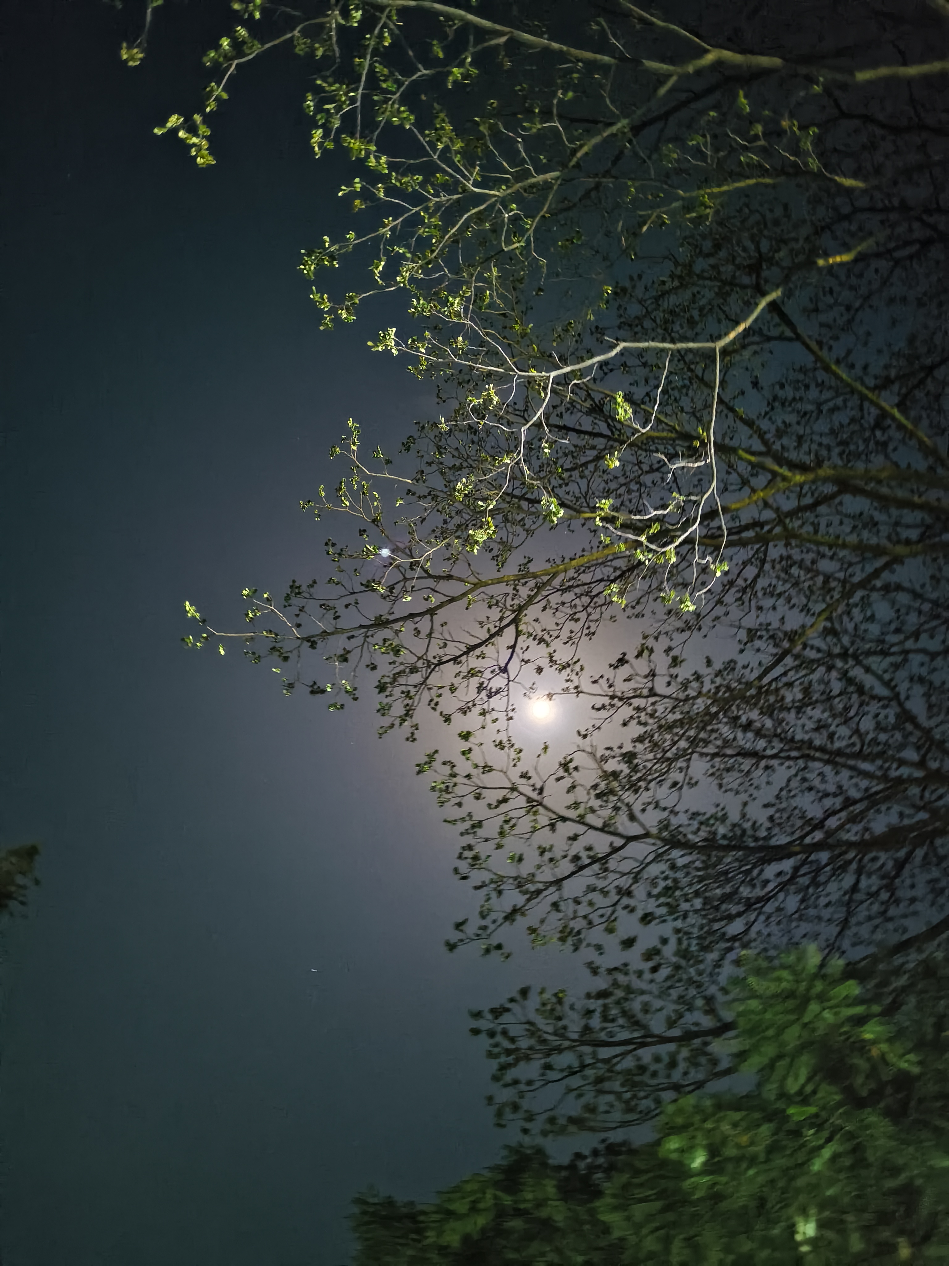 Moonlight