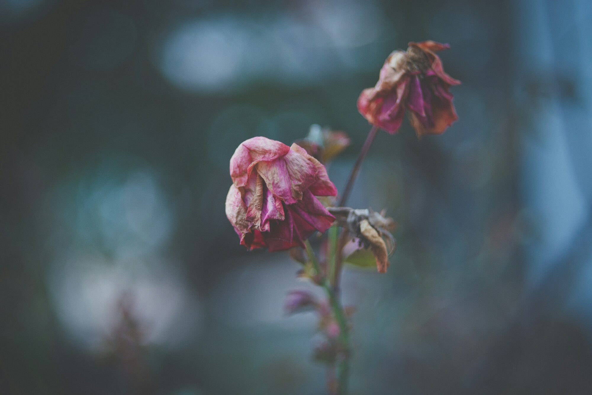 A Flower in Bloom