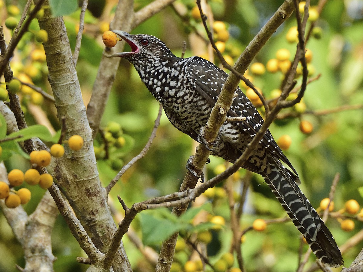 குயில் (Koel)
