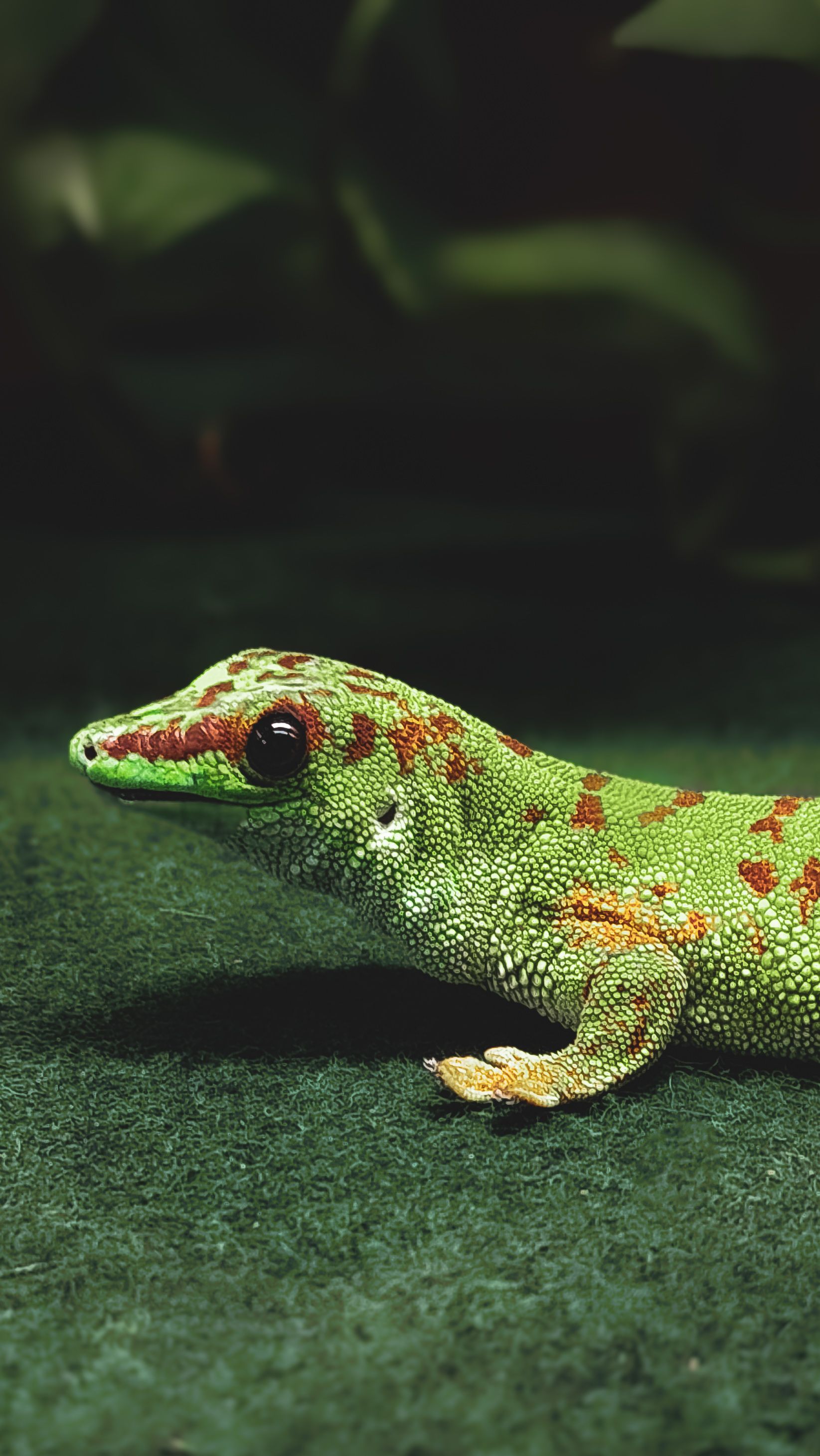 Geckos (Did you know?)