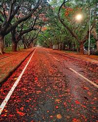 The Sound of Forest in an Urban Rising